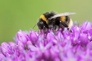 Bumblebee: Buff-tailed bumblebee on Allium flowers