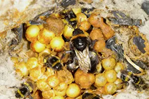 Queen: Buff-tailed Bumblebee (Bombus terrestris) adult
