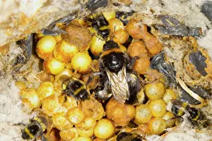 Queen: Buff-tailed Bumblebee (Bombus terrestris) adult