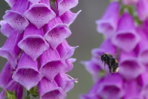Blooming: Buff tailed bumblebee (Bombus terrestris) adult bee flying towards a Foxglove (Digitalis purpurea) flower in summer