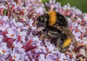 Bombus: Buff-tailed bumblebee, Bombus terrestris on Butterfly