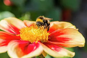 Bombus: A Buff-tailed Bumblebee (Bombus terrestris) is collecting