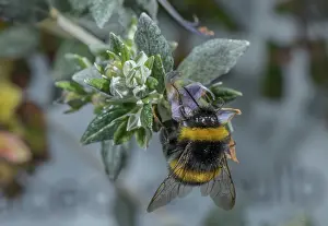 Bombus: Buff-tailed bumblebee, Bombus terrestris, feedin