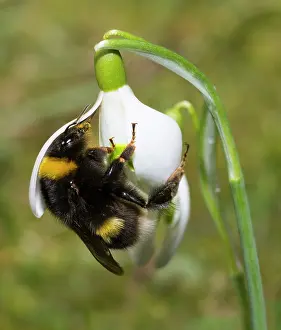 Queens: Buff-tailed bumblebee (Bombus terrestris) queen