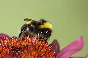 Pollenation: Buff-tailed Bumblebee - feeding on Echinacea Flower