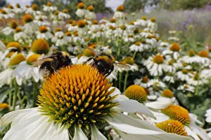 Bumble: Buff-tailed Bumblebee - feeding on Echinacea flower