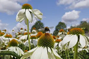 Bumble: Buff-tailed Bumblebee - feeding on Echinacea flower