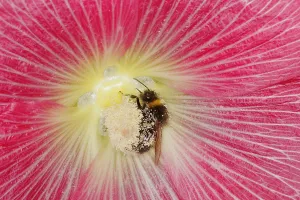 Bumble: Buff-tailed bumblebee - feeding on Hollyhock Flower