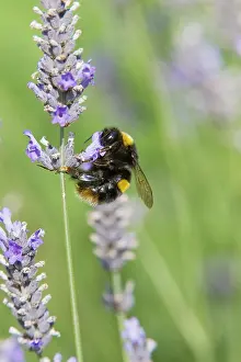 Pollenation: Buff-tailed Bumblebee - feeding on Lavender flowers
