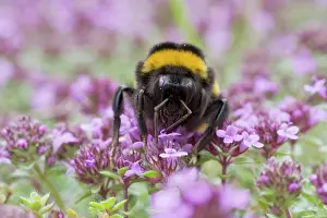 Thyme: Buff-tailed Bumblebee - feeding on Thyme