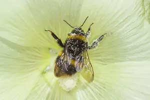 Visiting: Buff-tailed Bumblebee - male visiting Hollhock Flower