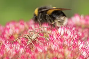 Sedum: Buff-tailed bumblebee and Nusery web spider on Sedum