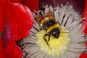 Bumble: Buff-tailed Bumblebee - on Opium Poppy Flower Bombus