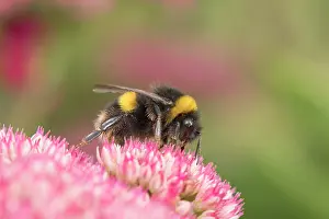 Sedum: Buff-tailed bumblebee on Sedum