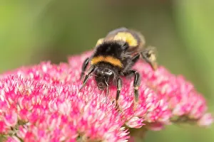 960521: Buff-tailed bumblebee on Sedum