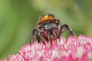 September: Buff-tailed bumblebee on Sedum