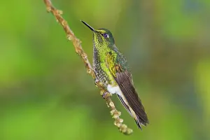 Flavescens: Buff-tailed Coronet