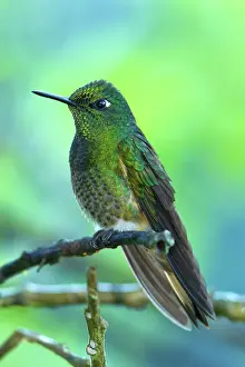Flavescens: Buff-tailed Coronet