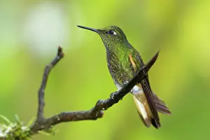 Hummer: Buff-tailed Coronet
