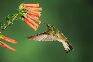 Flavescens: Buff-tailed Coronet (Boissonneaua flavescens), adult