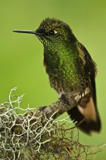 Pete: Buff-tailed Coronet (Boissonneaua flavescens)