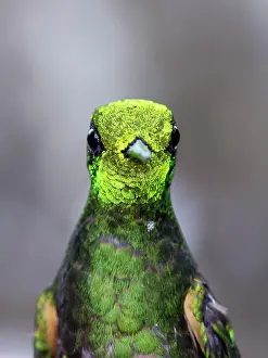 Flavescens: Buff-tailed coronet (Boissonneaua flavescens), animal