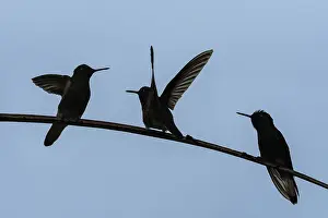 Blanco: Buff-tailed Coronet (Boissonneaua flavescens) Rio