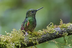 Flavescens: Buff-tailed Coronet, Ecuador