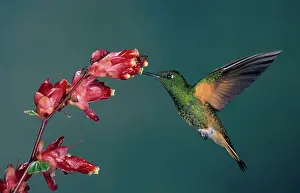 Pollinate: Buff-tailed Coronet Hummingbird