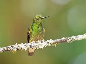 Flavescens: Buff Tailed Coronet Hummingbird Boissonneaua fla
