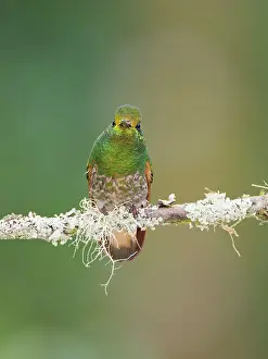 Flavescens: Buff Tailed Coronet Hummingbird Boissonneaua fla