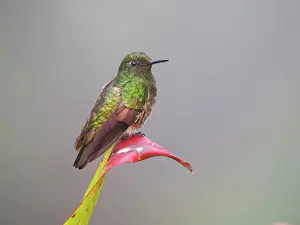 Flavescens: Buff Tailed Coronet Hummingbird Boissonneaua fla