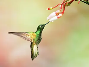 Flavescens: Buff Tailed Coronet Hummingbird - feeding at flo
