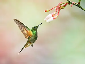 Flavescens: Buff Tailed Coronet Hummingbird - feeding at flo