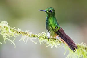 Ecuador: Buff-tailed coronet hummingbird on mossy perch