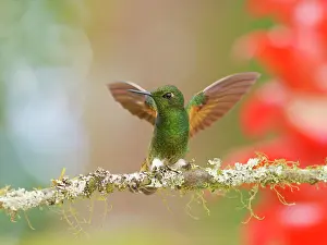 Raised: Buff Tailed Coronet Hummingbird - wings raised B