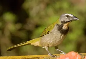 Saltator: Buff-throated Saltator
