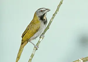 Saltator: Buff-throated Saltator