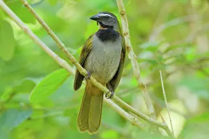 Saltator: Buff-throated Saltator