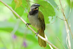 Saltator: Buff-throated Saltator