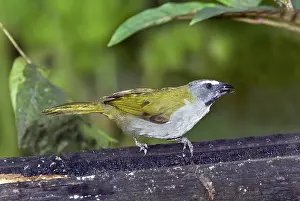 Ecuadoran: Buff-throated Saltator