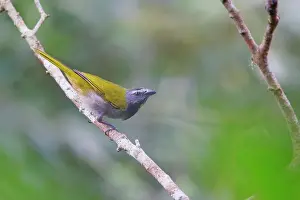 040422: Buff-throated Saltator Saltator maximus Sarapiqui, Costa Ric