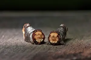 Phalera: Buff-tip
