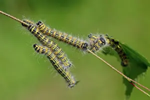 Phalera: Buff-tip