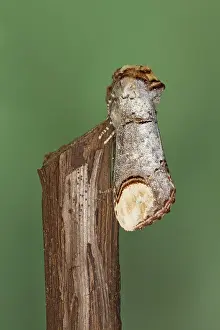 Phalera: Buff-tip Moth