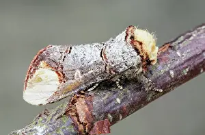 Phalera: Buff Tip Moth