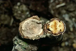 Phalera: Buff Tip Moth - camouflaged on broken twig
