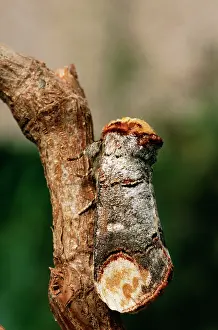 Phalera: Buff Tip Moth - camouflaged on twig