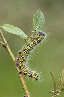Phalera: Buff Tip - moth caterpillar feeding on food plant - August