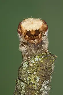 Demonstrating: Buff-tip Moth - demonstrating camouflage